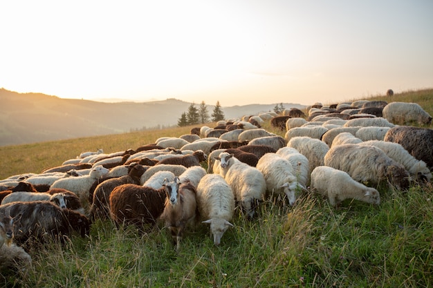 Een kudde schapen op een heuvel in de stralen van de zonsondergang.