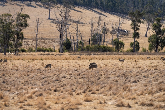 een kudde schapen op een veld Merino schapen grazen en gras eten in Nieuw-Zeeland en Australië