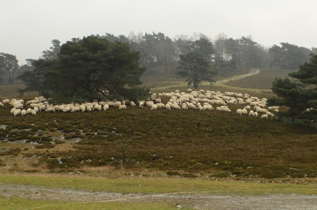 Een kudde schapen op het veld