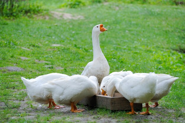 Een kudde van binnenlandse ganzen op witte achtergrond groen gras