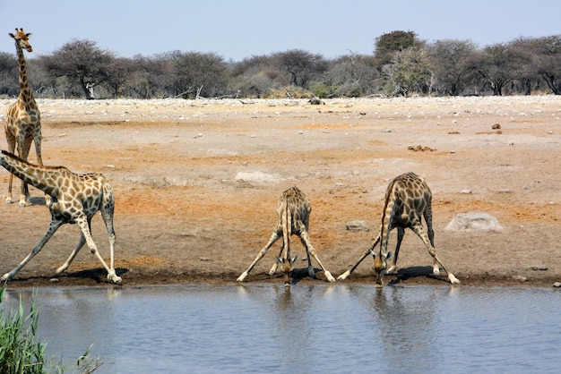 Een kudde volwassen giraffen kwam drinken bij een meer in de Namibische savannewilde natuur van Afrika