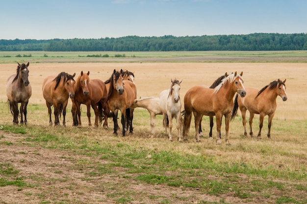 Een kudde wilde paarden rent over het veld