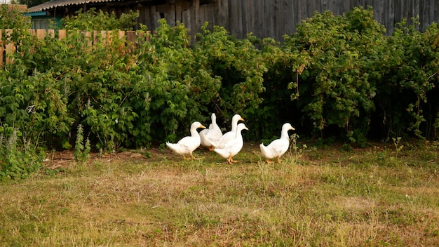 Een kudde witte ganzen graast op een groene weide op de boerderij