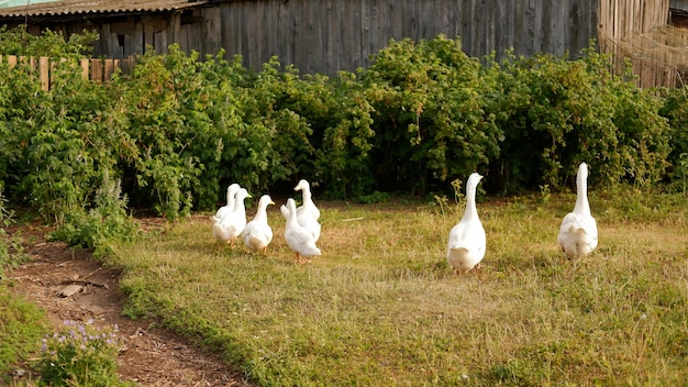Een kudde witte ganzen graast op een groene weide op de boerderij