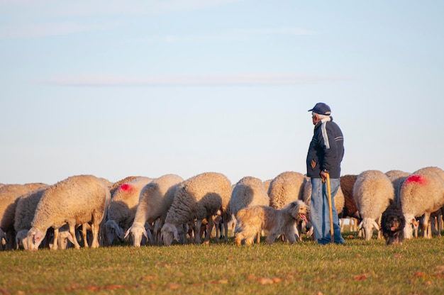 Foto een kudde witte schapen graast onder de warme spaanse zon. glooiende heuvels, olijfbomen in de verte, de essentie van landelijk spanje.