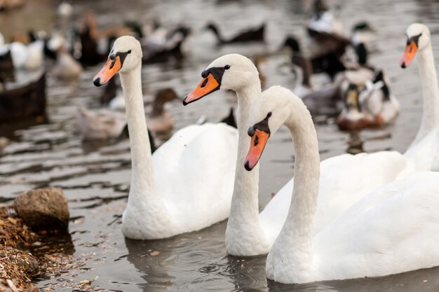 Een kudde witte zwanen in een zwemmeer in een stadspark