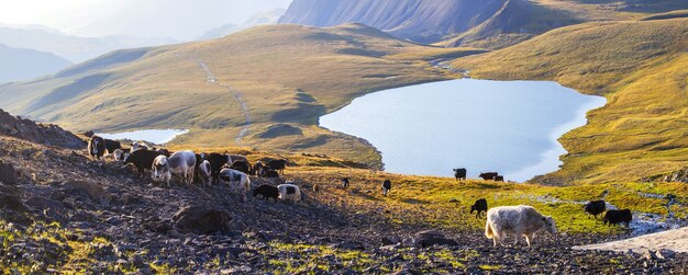 Een kudde yaks in het Altai-gebergte