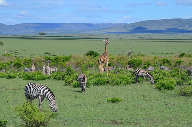 Een kudde zebra's en giraffen in de savanne Masai Mara Kenya Africa