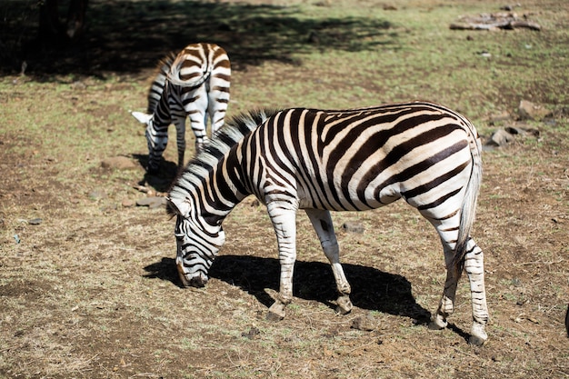 Een kudde zebra's in het wild. mauritius.