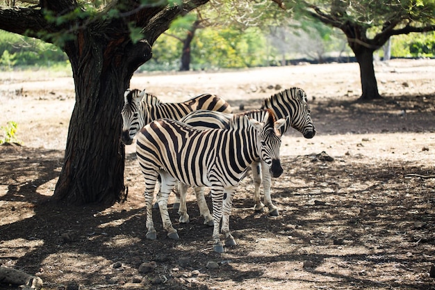 Een kudde zebra's in het wild. Mauritius.