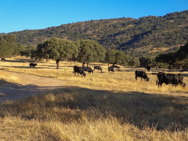 Een kudde zwarte koeien van het Avilanian-ras graast in de weiden van Extremadura en eet gras