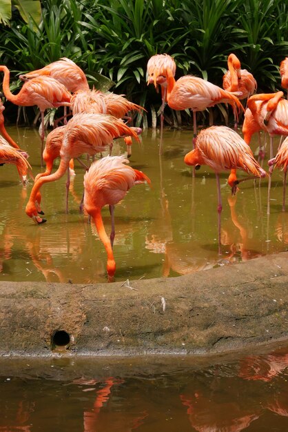 Een kudde zwermende rode en roze flamingo's in de dierentuin van Singapore