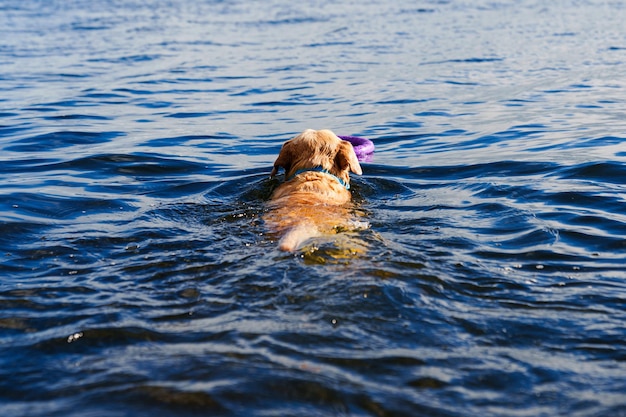 Een Labrador-hond zwemt in het water voor speelgoed Zomerpret bij huisdieren