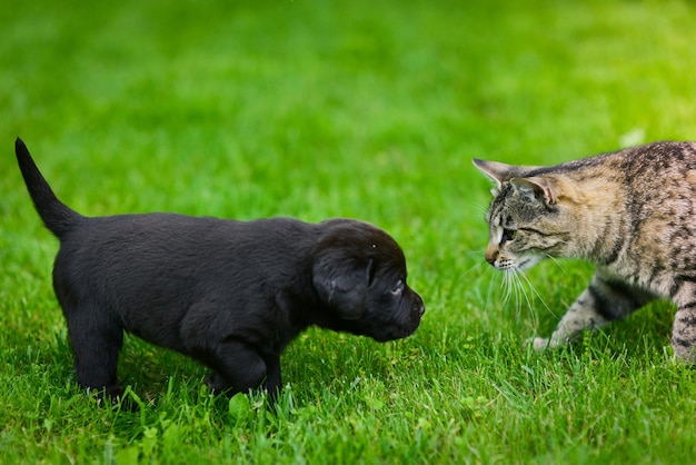 Een Labrador-puppy speelt met een kat Labrador-puppy op groen gras