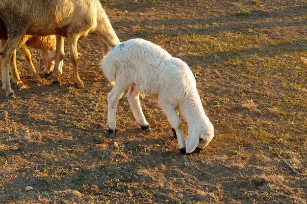 Een lam dat bij zonsondergang graast close-up een pasgeboren lam