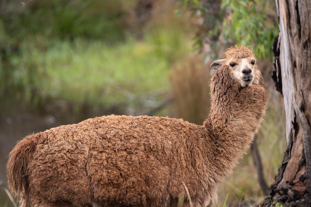 Een lama in het wild wordt gezien in het wild