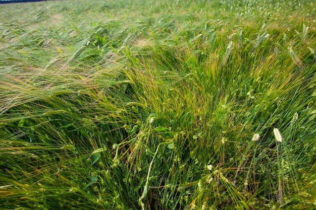 Een landbouwgebied waar graantarwe wordt verbouwd