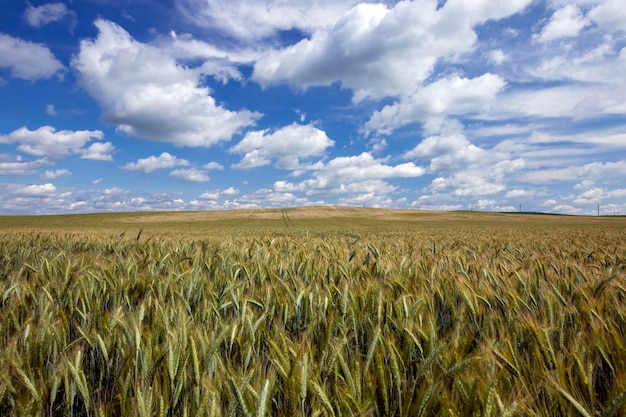 Een landbouwgebied waar graantarwe wordt verbouwd