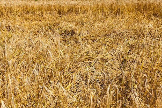 Een landbouwgebied waar granen tarwe worden verbouwd