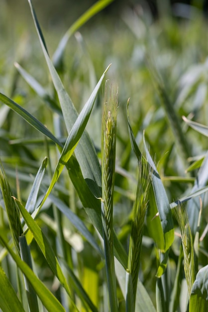 Een landbouwgebied waar groene granen groeien