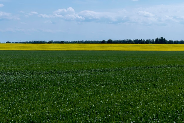 Een landbouwgebied waar groene granen groeien