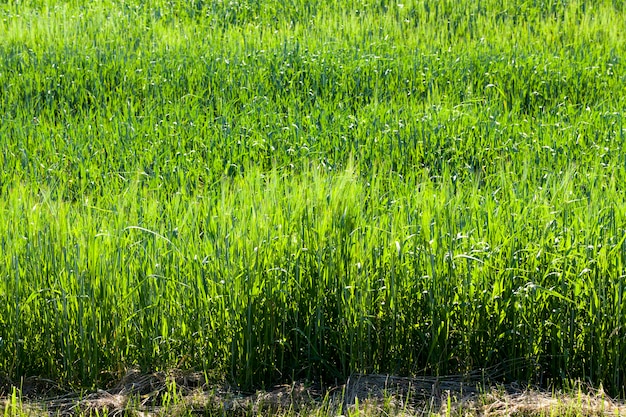Een landbouwgebied waar tarwe wordt verbouwd