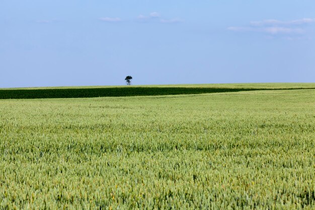 Een landbouwgebied waar tarwe wordt verbouwd