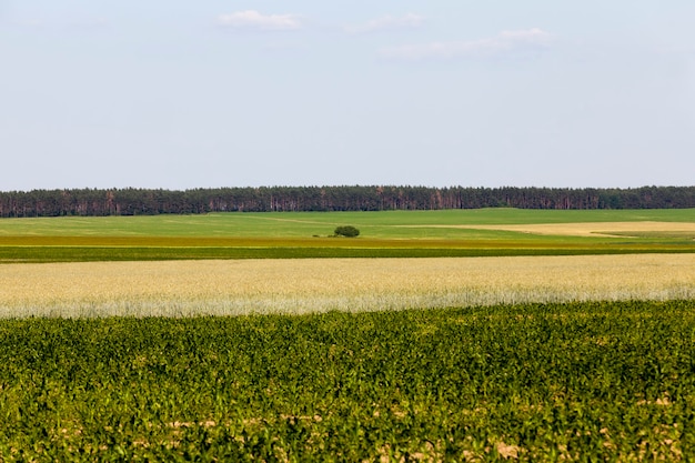 Foto een landbouwgebied waar tarwe wordt verbouwd