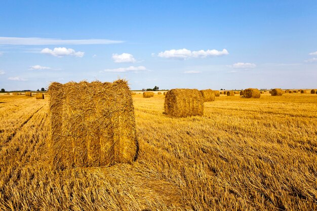 Een landbouwgebied