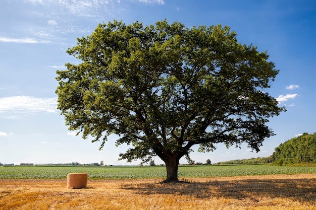 Een landbouwveld met een eik en hooibergen na de tarweoogst