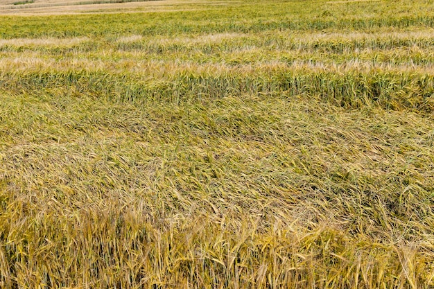 Een landbouwveld met tarwe in de zomer