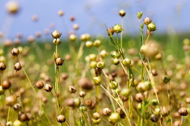 Een landbouwveld met vlasplanten