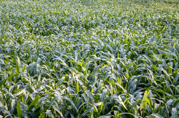 Een landbouwveld vol groen maïsgras van dichtbij