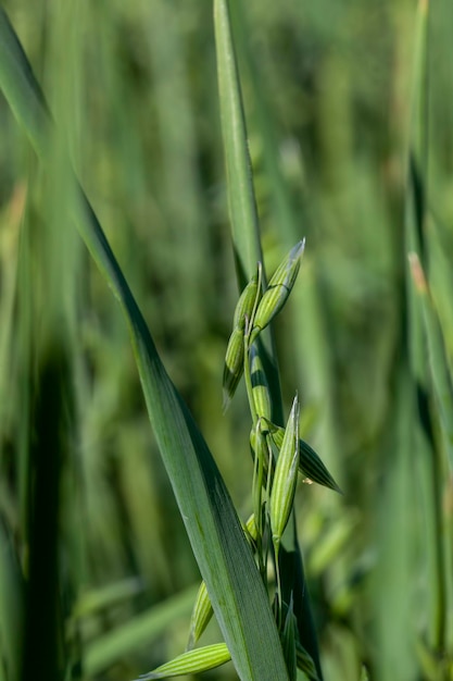 Een landbouwveld waar een havergewas wordt verbouwd om voedsel te produceren een haverplant tijdens de teelt in het veld in de zomer