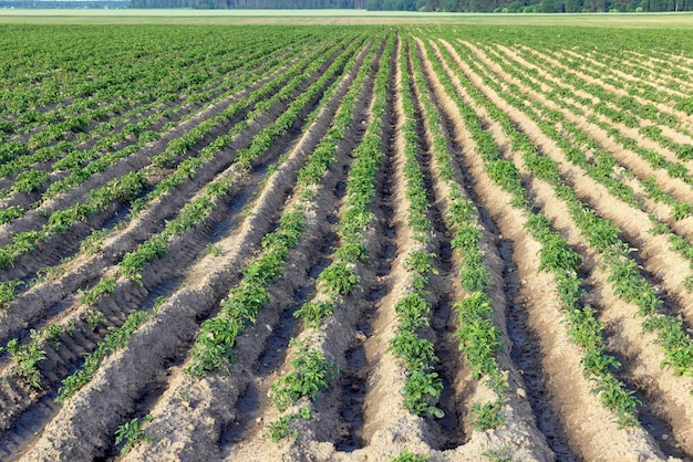 Een landbouwveld waar groene aardappelen groeien