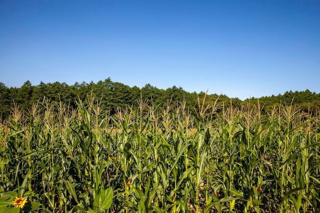 Een landbouwveld waar onrijpe groene maïs groeit