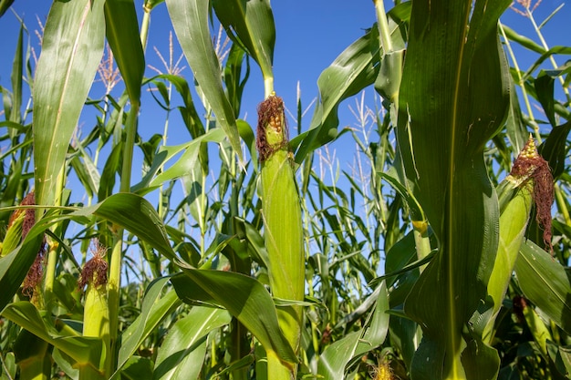 Een landbouwveld waar onrijpe groene maïs groeit