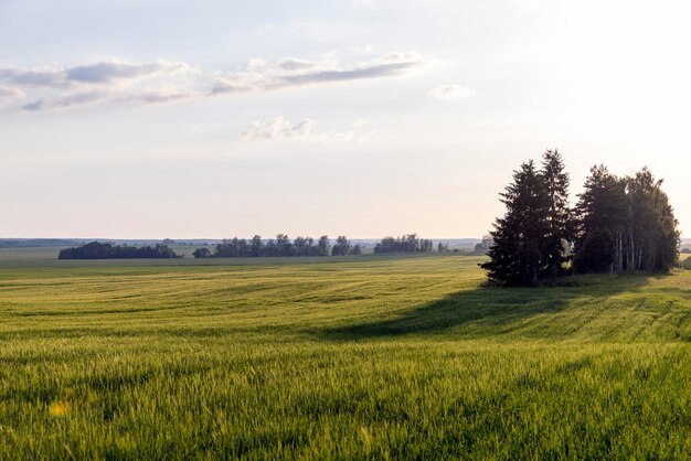 Een landbouwveld waar rijpende granen groeien