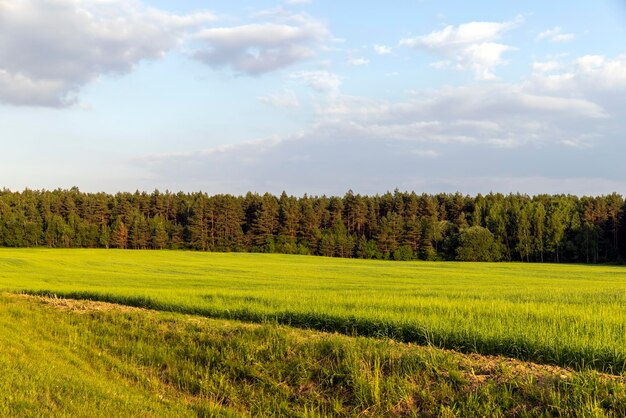 Een landbouwveld waar rijpende granen groeien