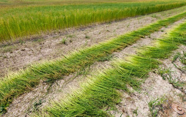 Foto een landbouwveld waar vlas wordt verbouwd