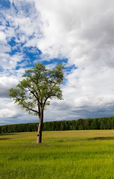 Een landbouwveld waarop een eenzame boom groeit. Zomerseizoen, bewolkt weer. Het werd van dichtbij genomen, focus op boom. Op de achtergrond de lucht met wolken en bos