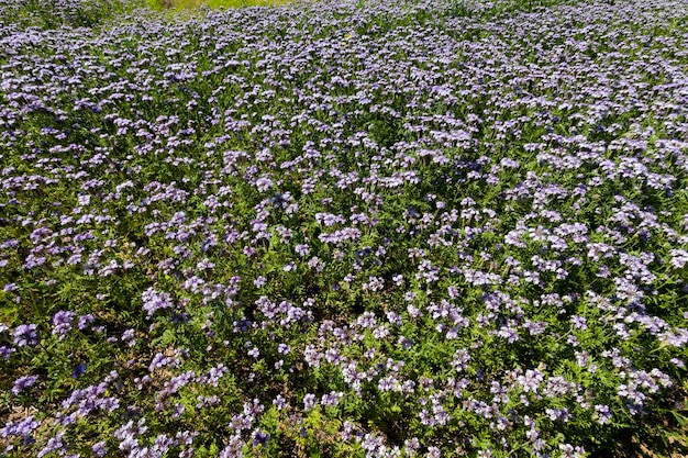 Een landbouwveld waarop een gewas van Phacelia met paarse bloemen groeit, honingplanten voor het verkrijgen van een grote hoeveelheid honing