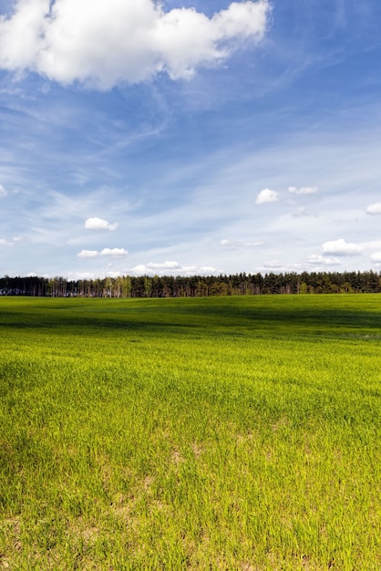 Een landbouwveld waarop gewassen van granen, tarwe of rogge, landbouwactiviteiten in Europa in het Oosten