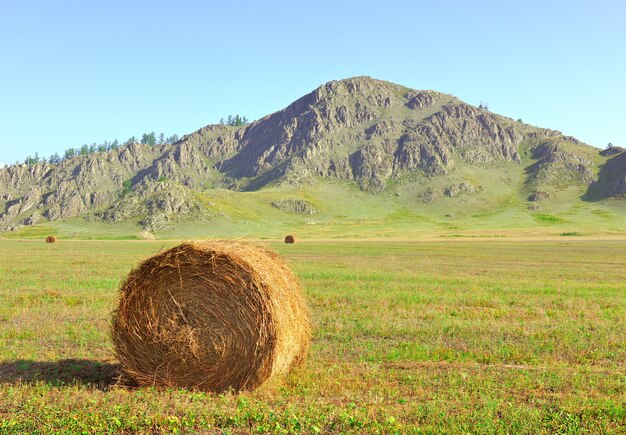 Een landelijk veld in de zomer onder een blauwe lucht in het Altai-gebergte. Siberië, Rusland