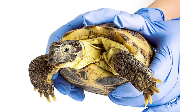 Een landschildpad in de handen van een dierenarts die op een wit oppervlak wordt geïsoleerd