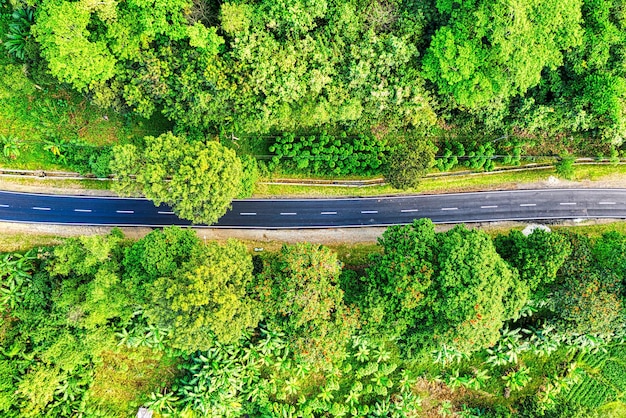 Een lange weg tussen groene bomen Foto