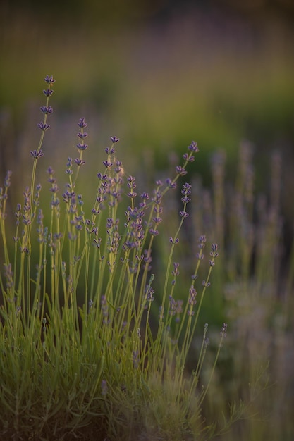 Een lavendelveld met in het midden een gele bij