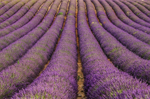 Een lavendelveld op een zomerse dag