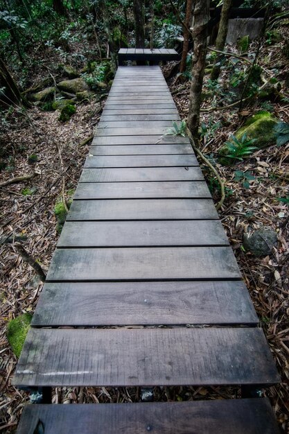 Foto een leeg voetpad tussen de bomen in het bos.