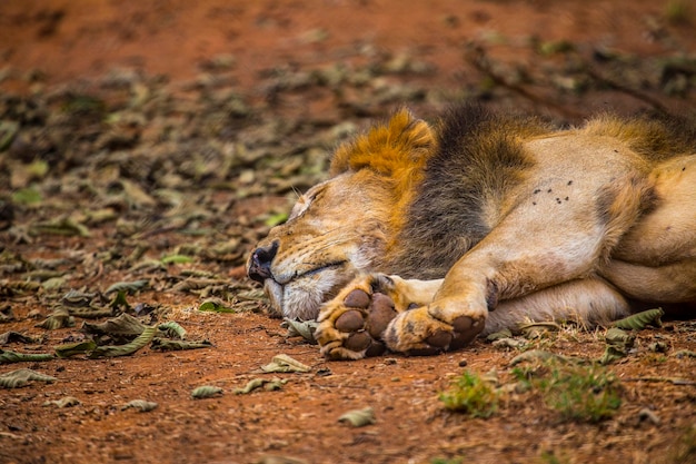 Een leeuw die 's middags slaapt in het weeshuis in Nairobi, Kenia